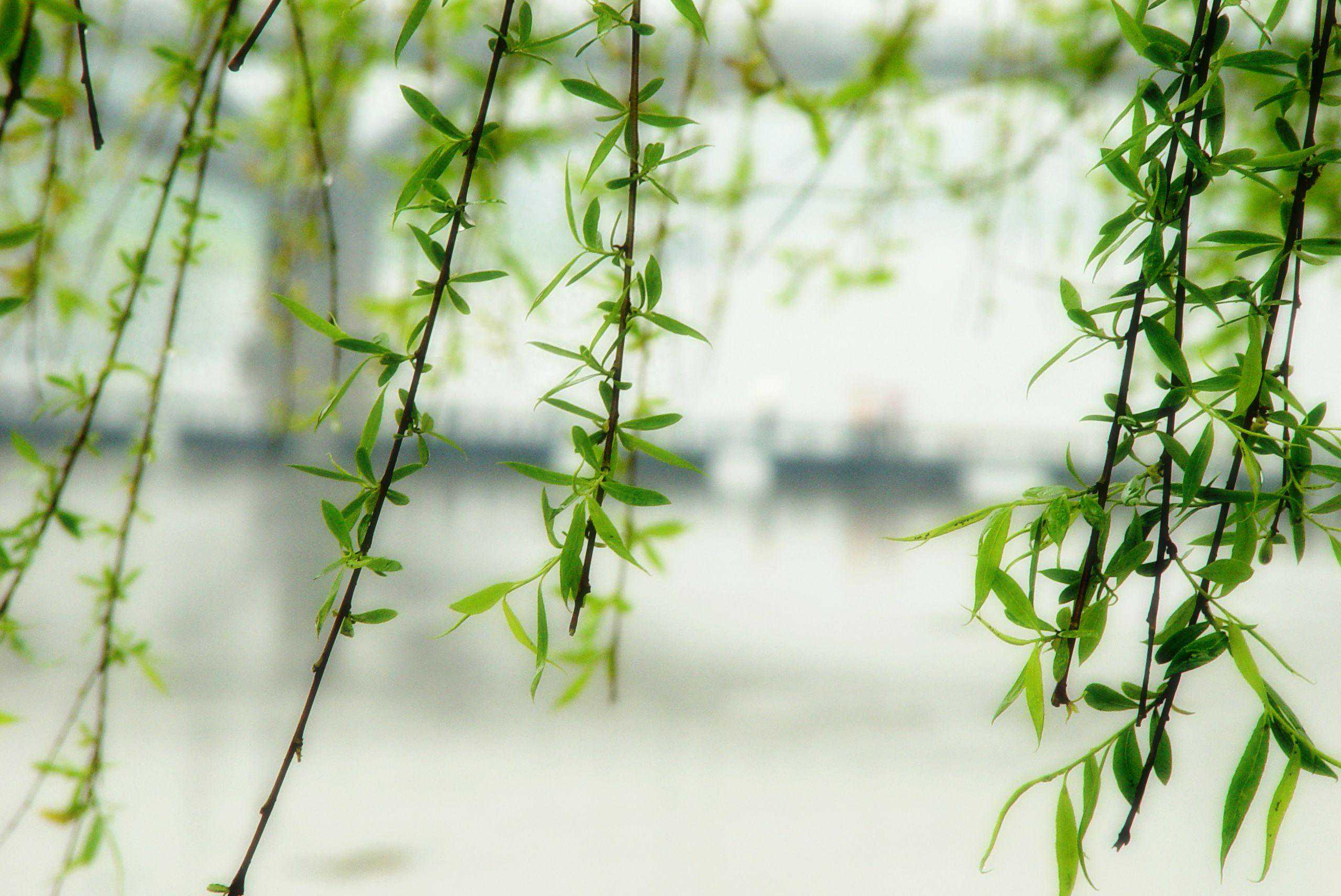 8～9日天气预报，大雨暂歇，新一轮降雨酝酿中！清明后倒春寒？