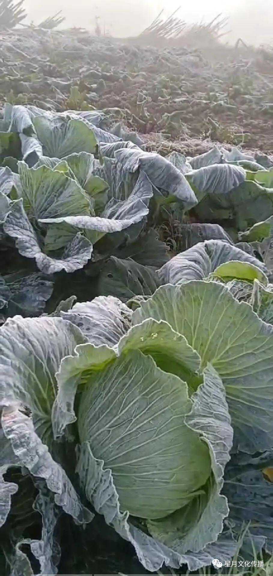 晴好天气回归 合江出现低温霜冻结冰