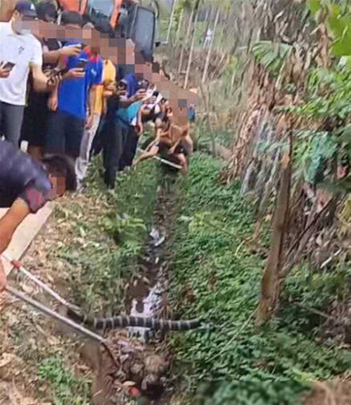 陵水一村民被蛇咬伤致死，有人怀疑蛇是人为放生，林业部门和警方
