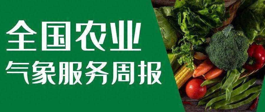北方农业需防降温影响 南方注意避雨收晒 | 农气直通车