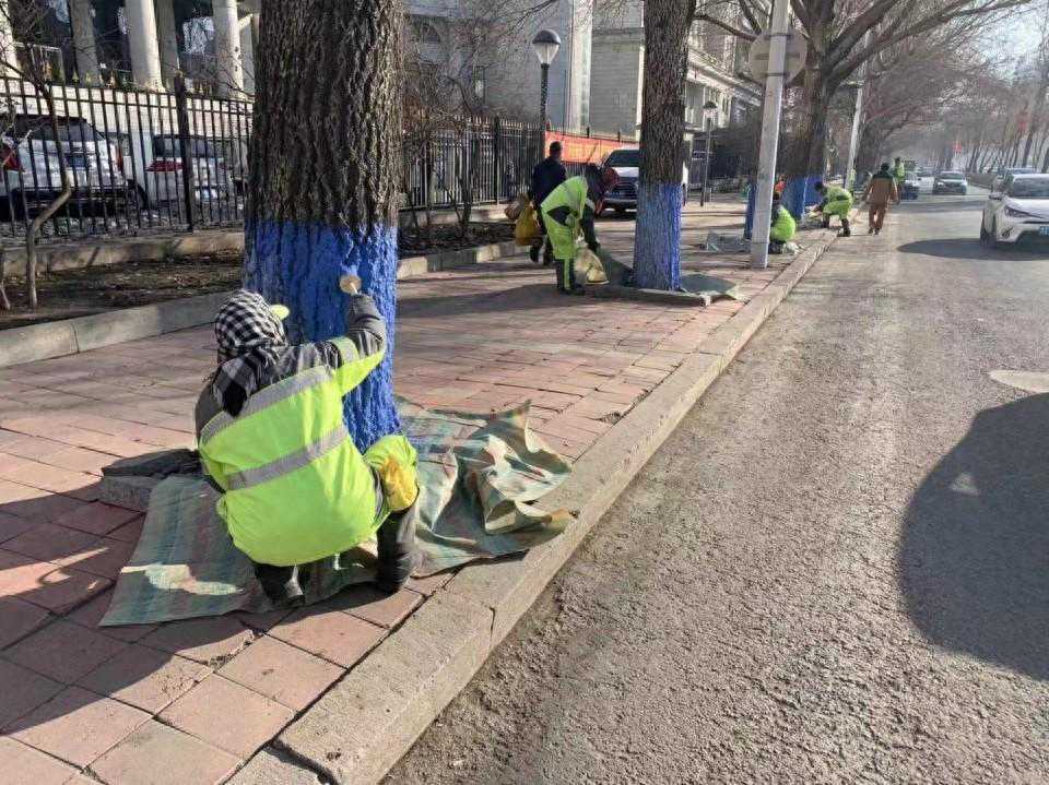 哈尔滨市南岗区为1.8万余株树木穿“新衣”