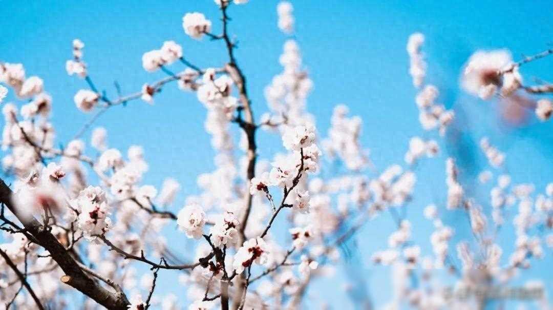 今天11时06分，嘉祥的灿烂春光来了！