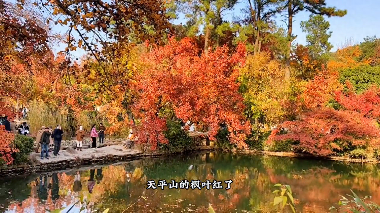 江浙沪周边，作为国內四大赏枫名山~天平山~的红枫红了