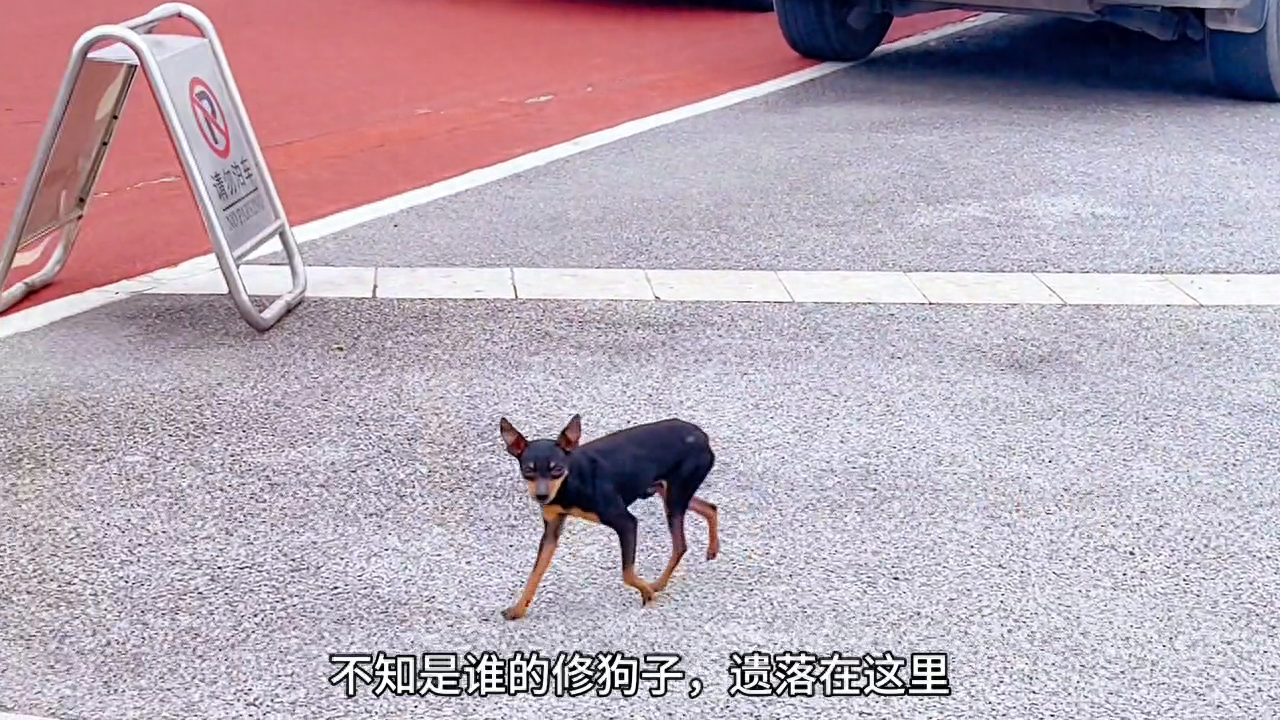 白鹭桥 | 天气渐暖，露营开始啦，踏青赏花，野餐，骑行，散步