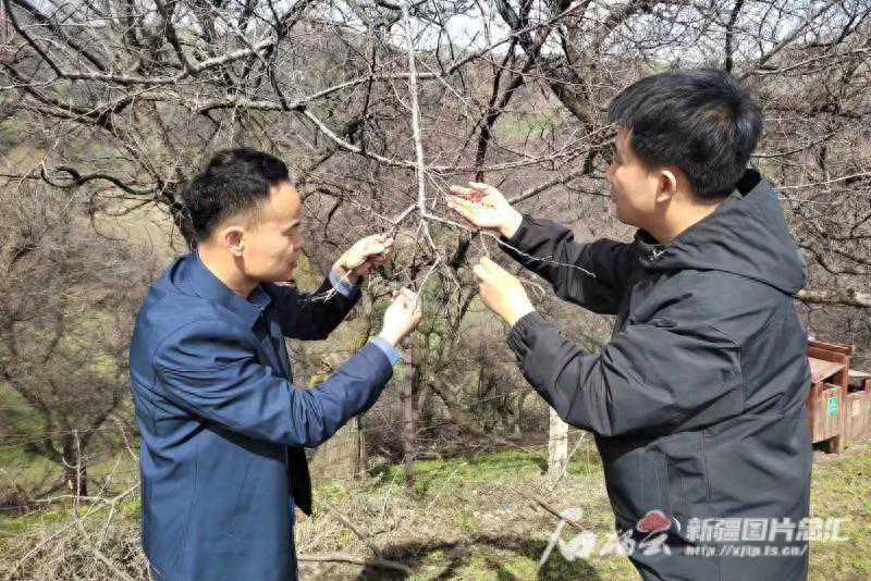 动态观测、赏花预报 新源县精细化气象服务只为一朵花
