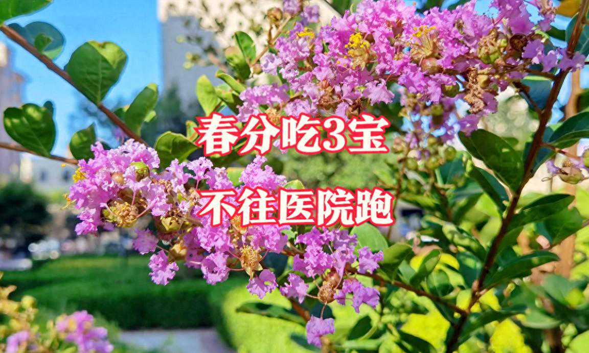 3月20日春分，老人说“春分吃3宝，不往医院跑”，指啥？该咋吃？