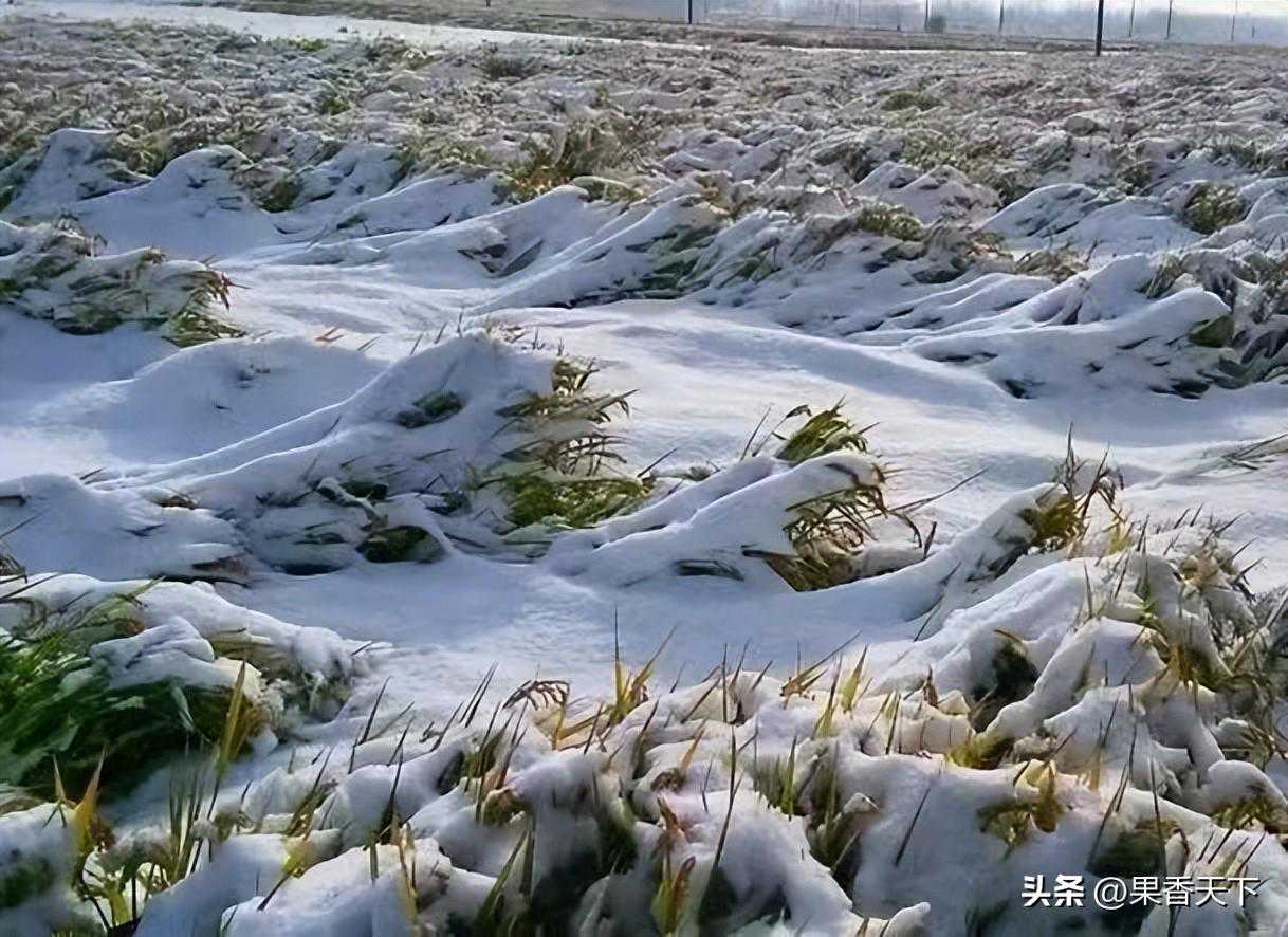 2023年的异常天气，花期降雪，后期苹果价格会上涨？