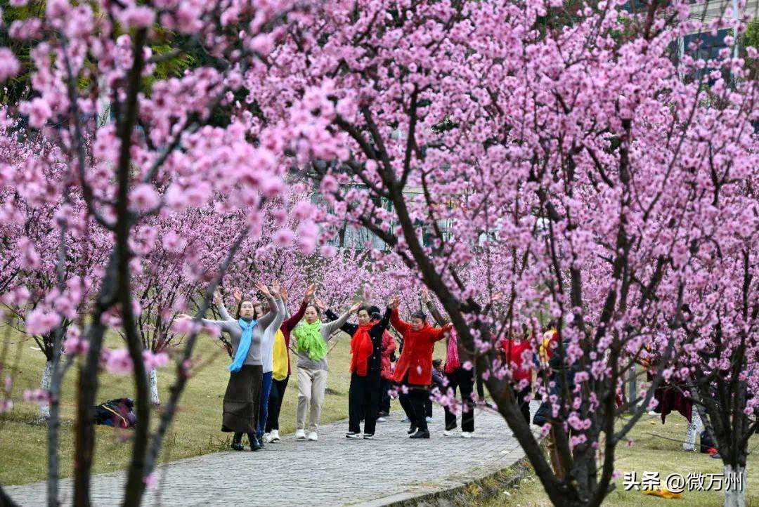 终于要暖和了！万州晴好天气将“上线”，最高气温重回2位数→