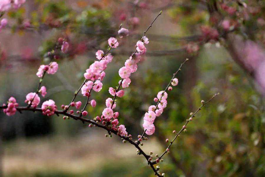 叮！春日赏花攻略，助你打卡“花海世界”