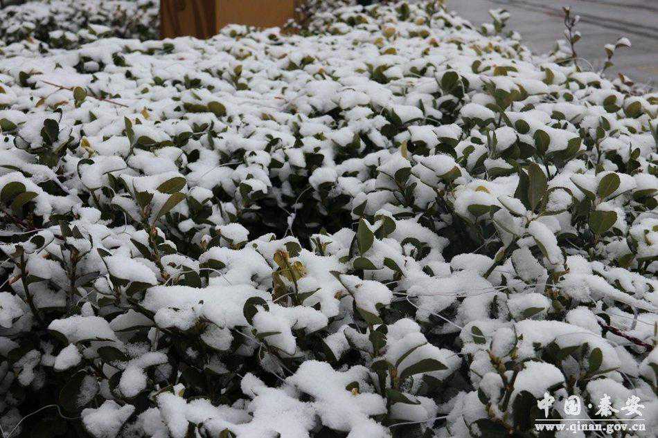 瑞雪兆丰年 秦安县再次迎来降雪天气