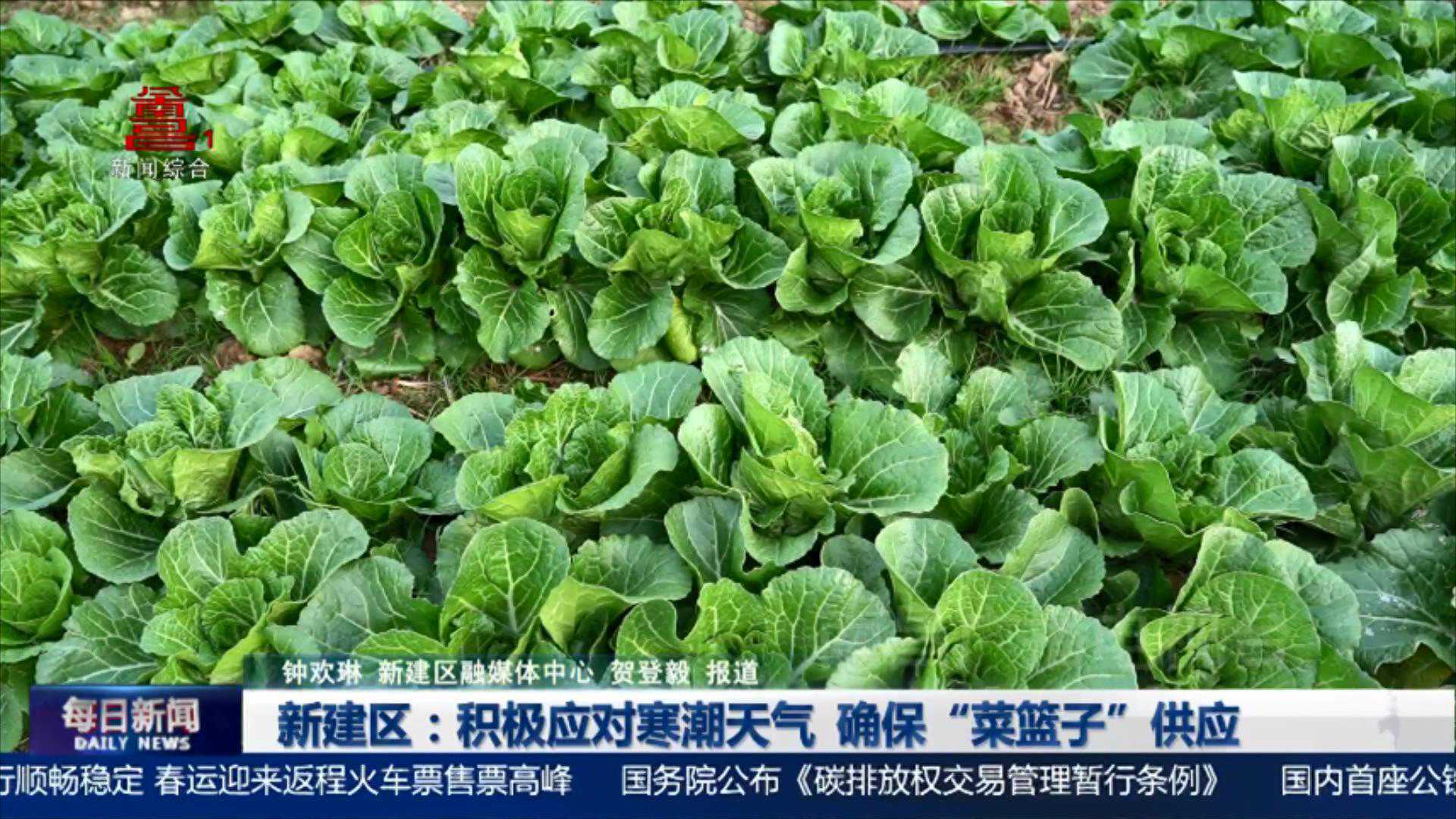 南昌新建区：积极应对寒潮天气 确保“菜篮子”供应