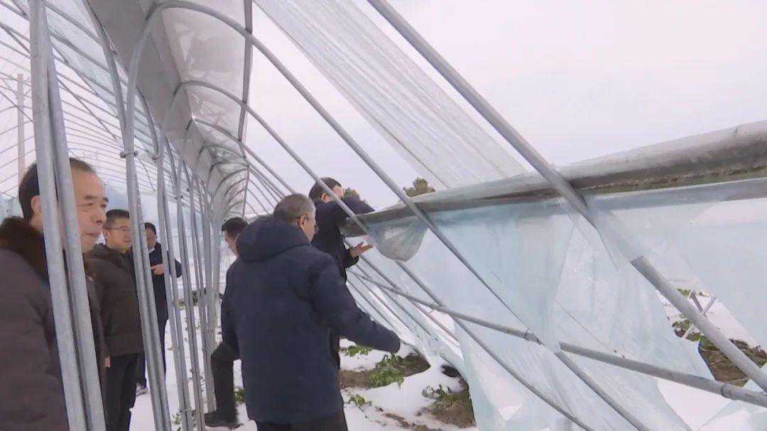 省农业专家到广水指导雨雪冰冻天气应对工作