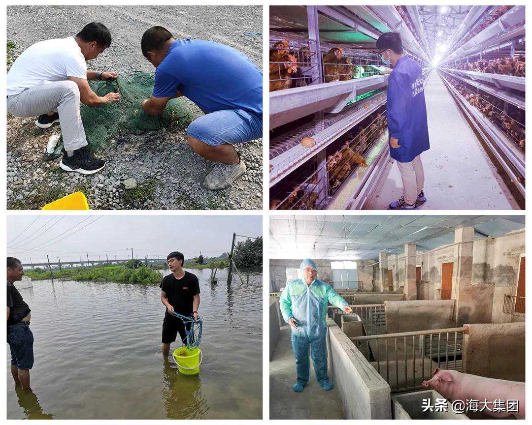 强降雨强对流天气来袭 海大集团为养户保驾护航