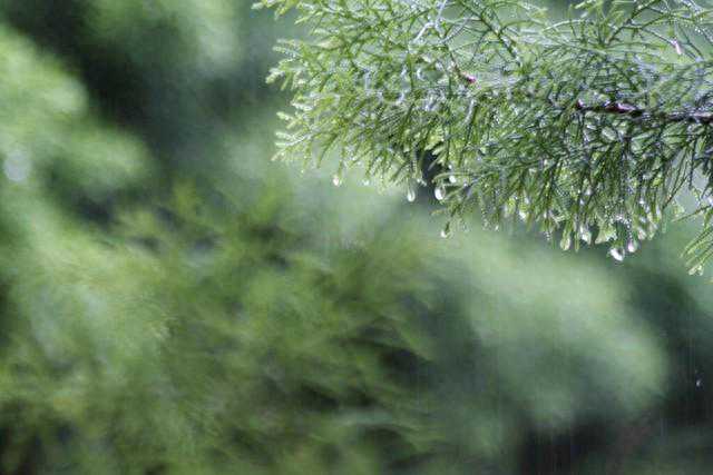 今明天气预报:暴雨！暴雪来袭，降温幅度达12℃，清明淋成落汤鸡
