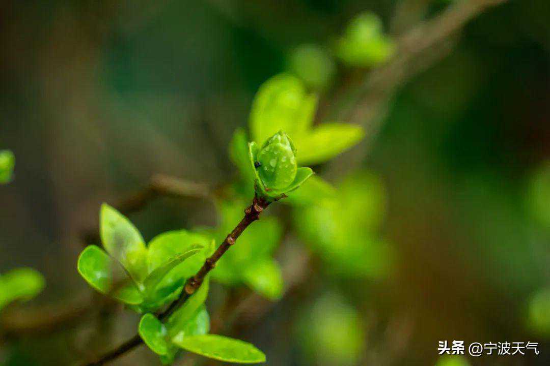 宁波入春时间定了！就在这天！明天可能是天气最好的一天，然后……