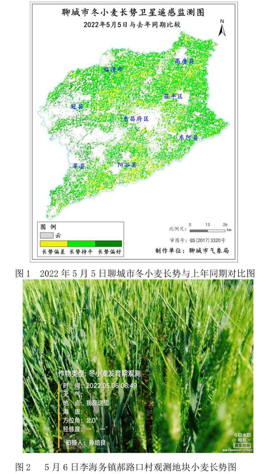 最高温仅12℃！聊城将迎降温降水天气，暂时缓解杨絮对生活影响