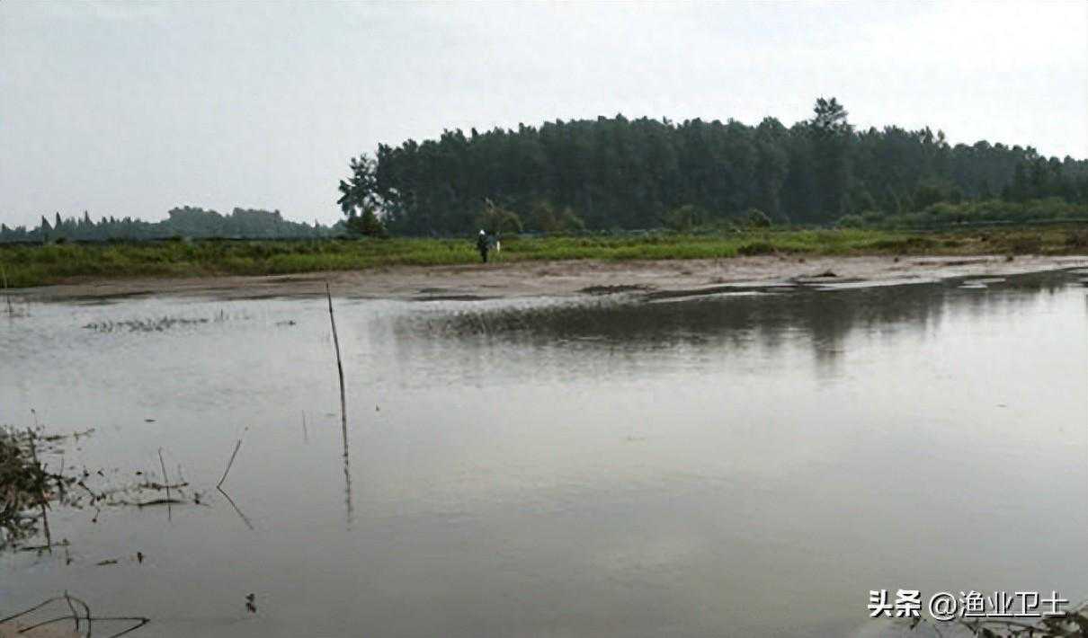 低温天气池塘可以解毒吗？水产解毒用什么药最好？这几样最有效