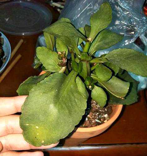 长寿花植株打蔫，肯定是“这里”出了问题，及时发现，及时拯救