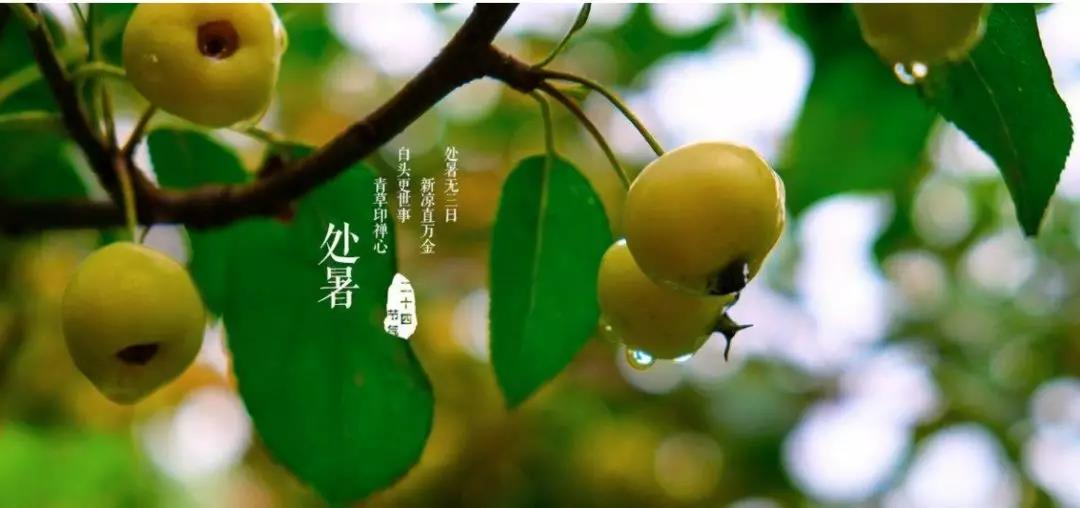 二十四节气之处暑