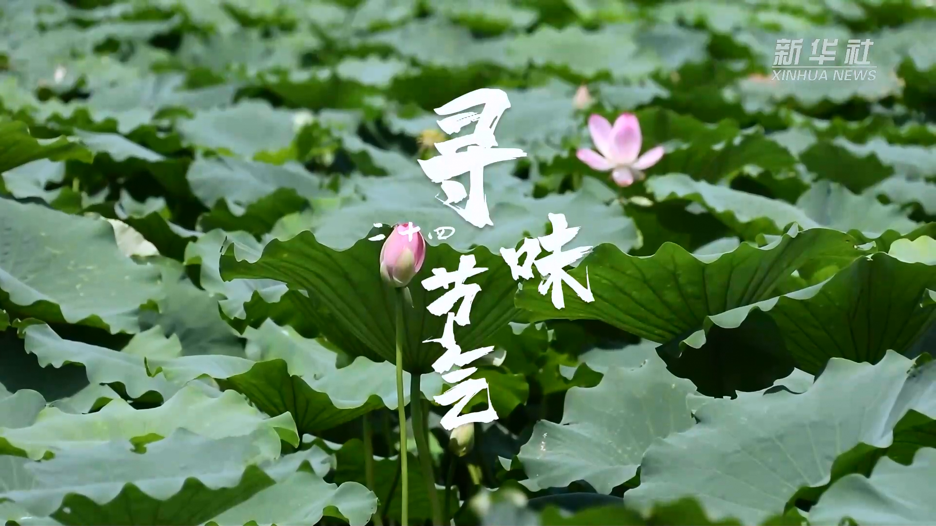 寻味二十四节气：处暑