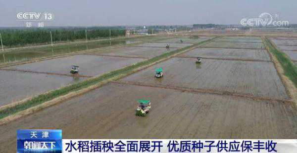 立夏时节 我国多地粮食主产区逐渐进入夏收、夏种、夏管农忙模式