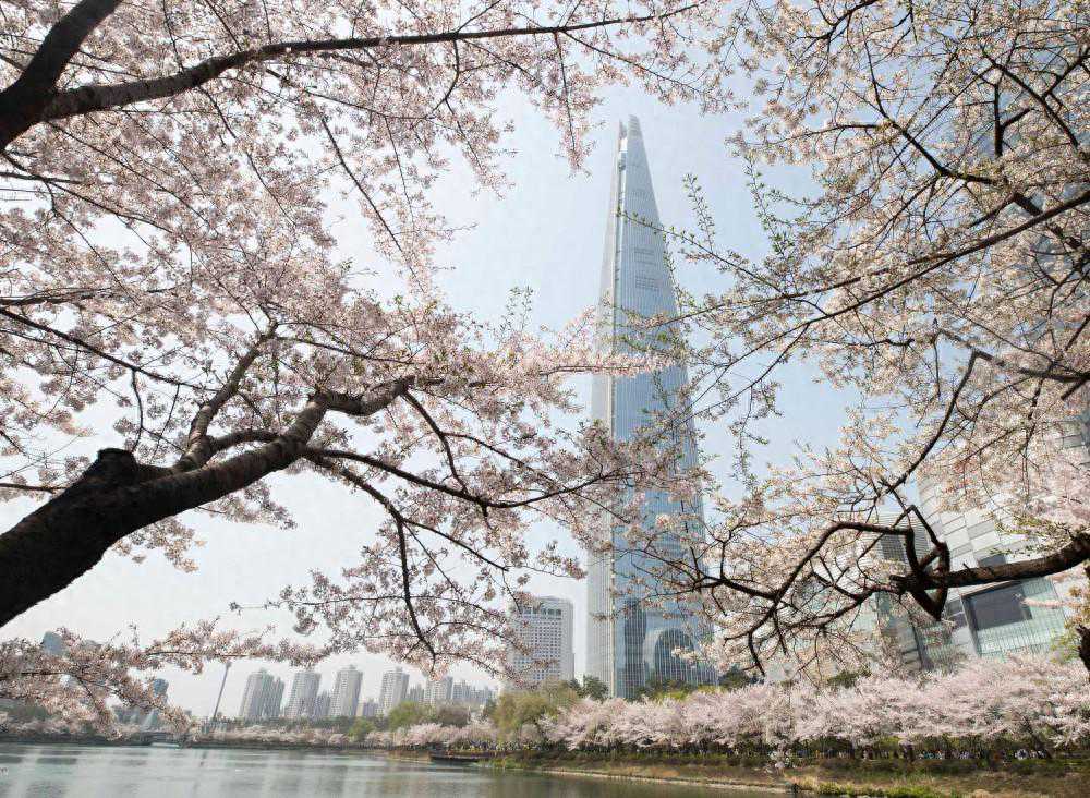 韩国首尔进入樱花季