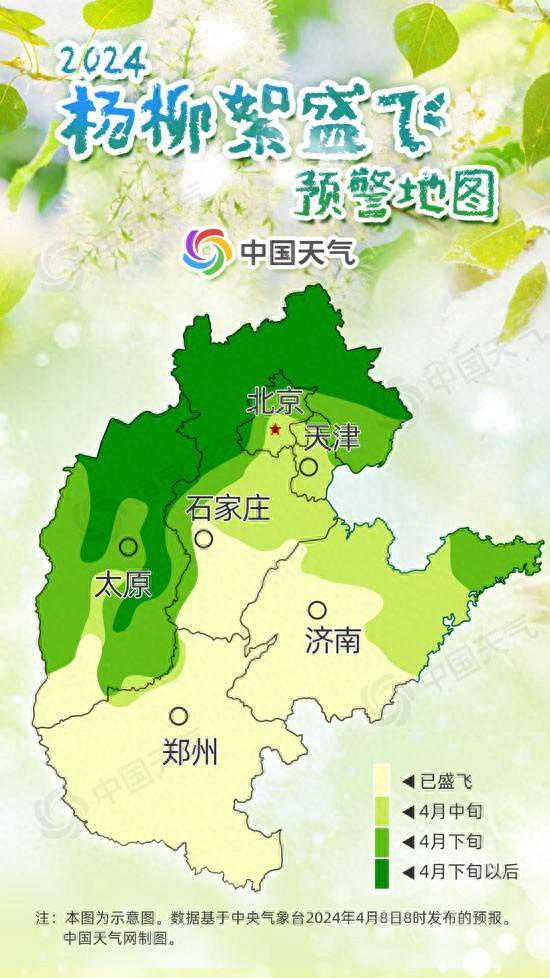 漫天飞“雪”！2024杨柳絮预警地图来了 京津冀即将进入盛飞期