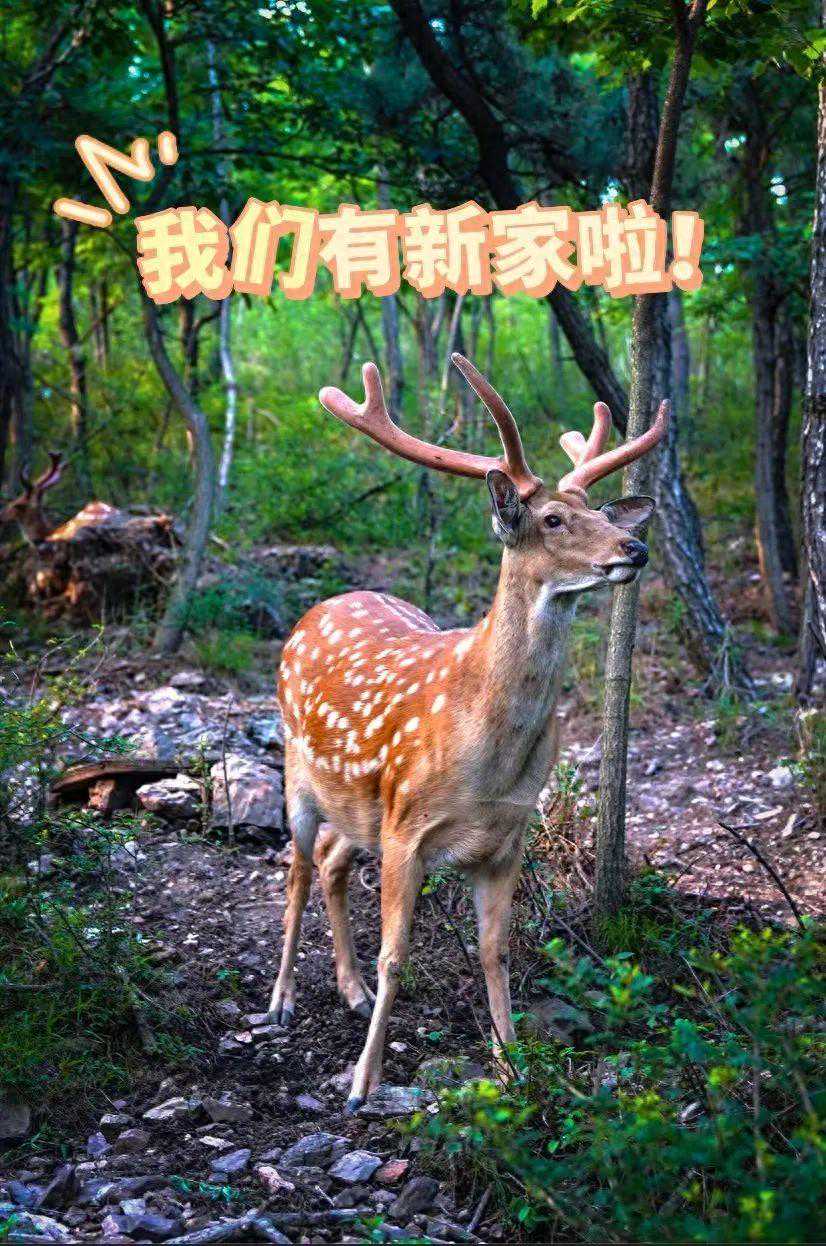 滨海鹿们有新家啦！
